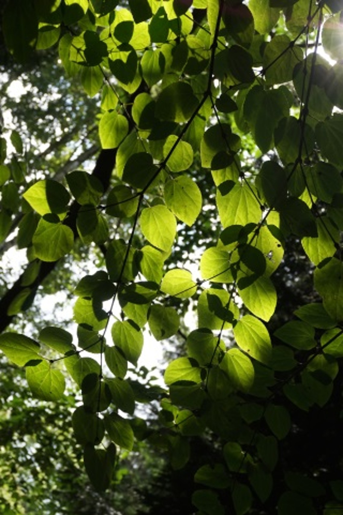 A la rencontre de l'arbre — Jean Massart Botanical Garden (ULB)