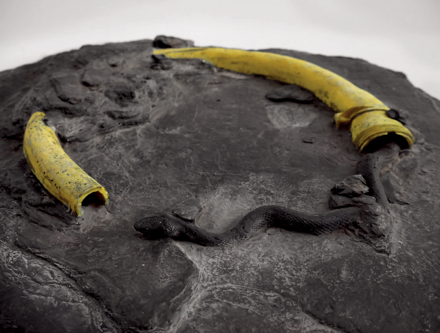 detail de fossile ouroburos - Ghita Remy 2023 colorajust