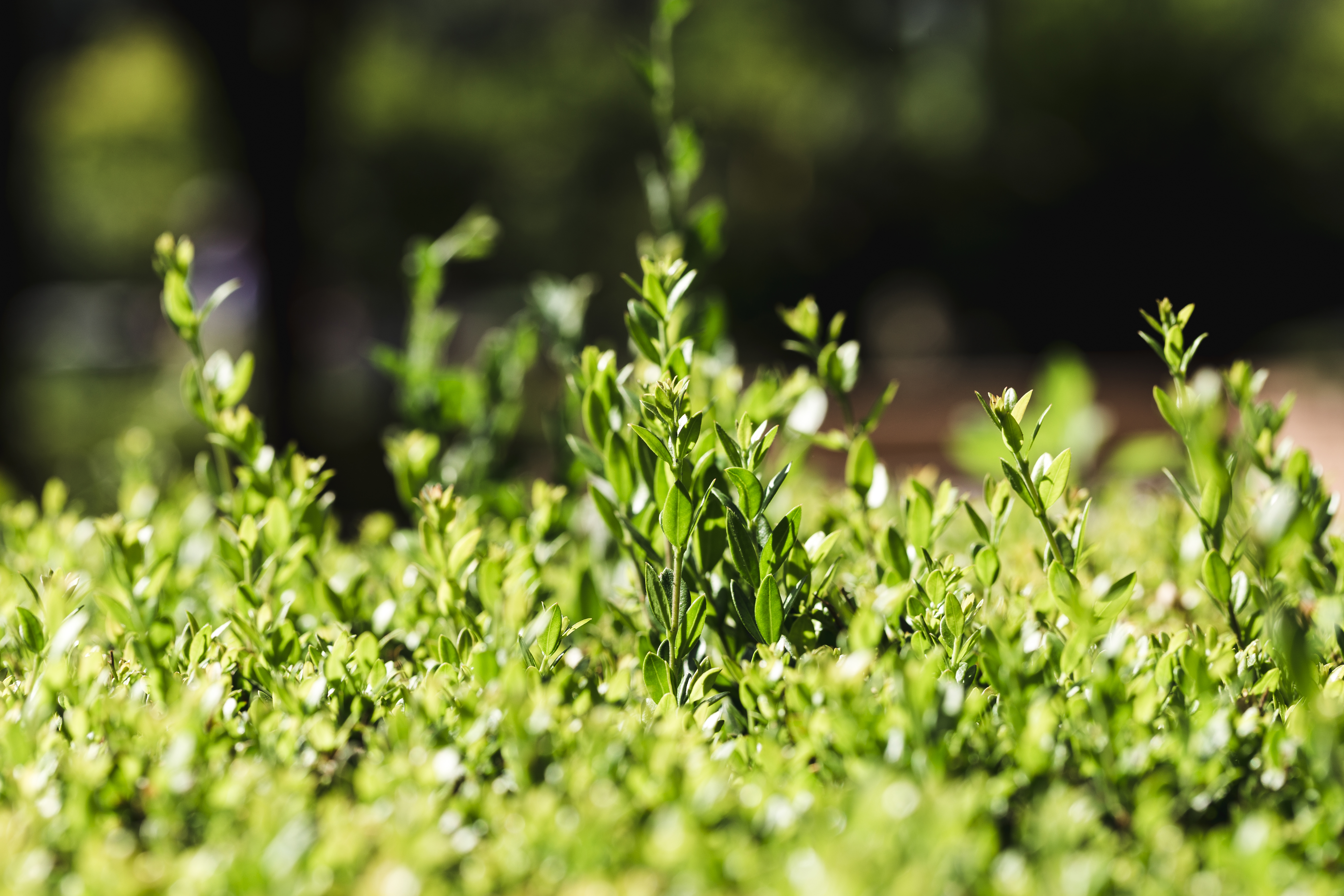 Forêt de Soignes: I love you me neither. Discovering the different modes of plant reproduction