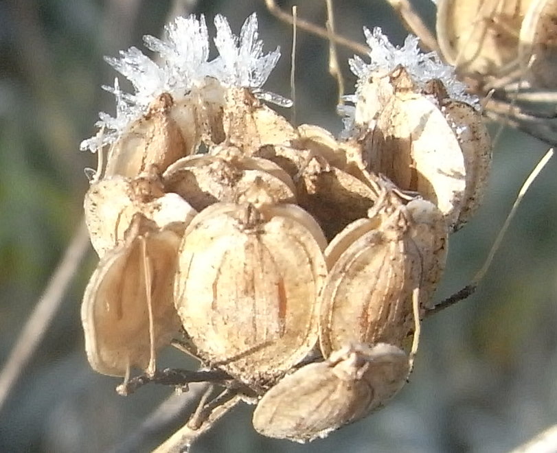 Vive le glandage ! Fruits et graines en automne — Les Amis du Scheutbos