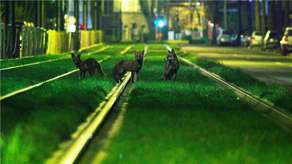 DocNights: Brussels Wild