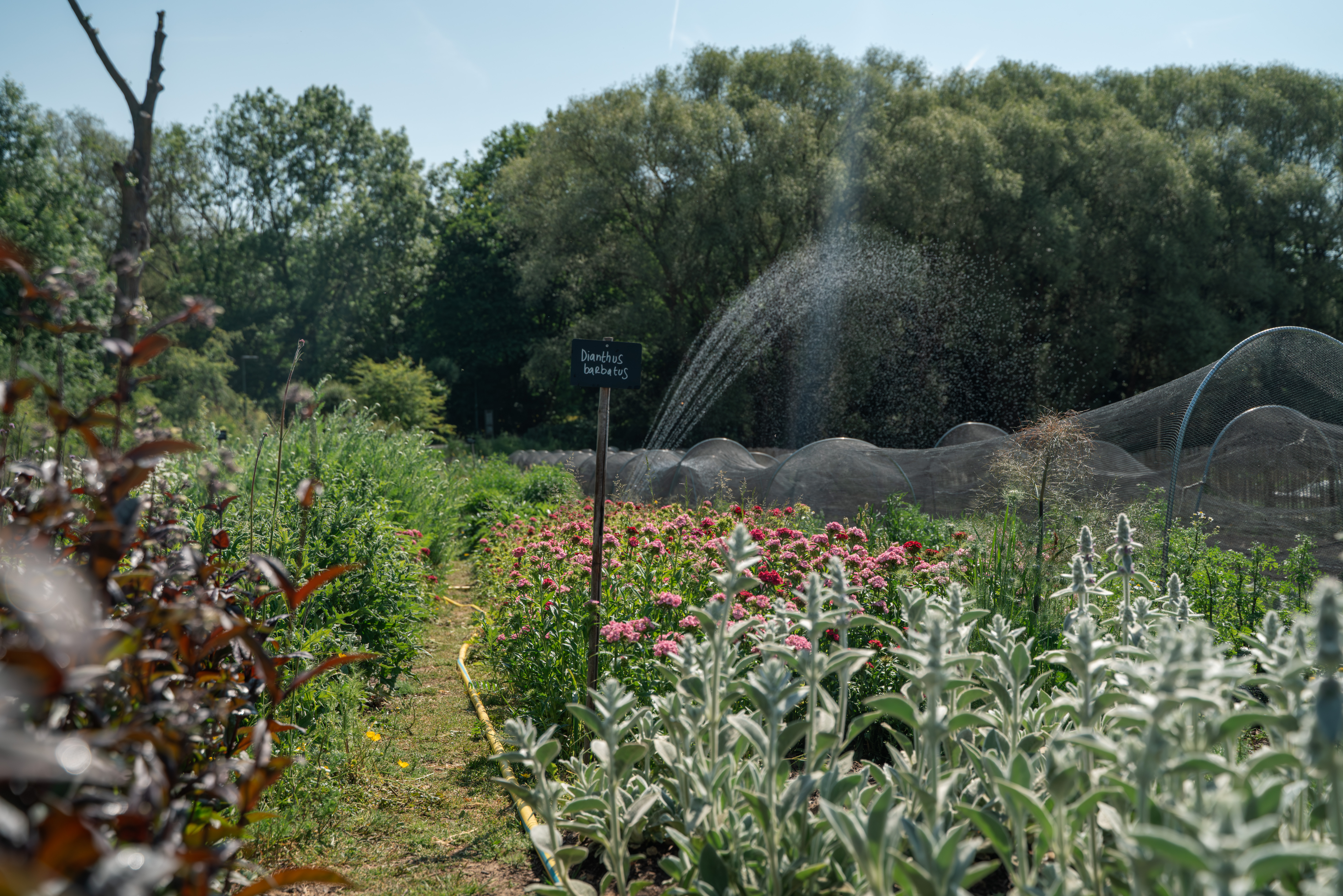 Bezoek aan zelfplukbloemenweide FleurAkker