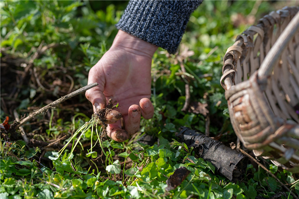 CreaDKantine: foraging walk