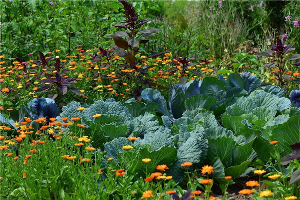 Vegetable garden and compost