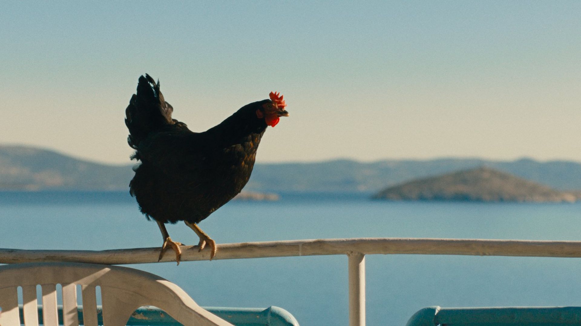 Hen