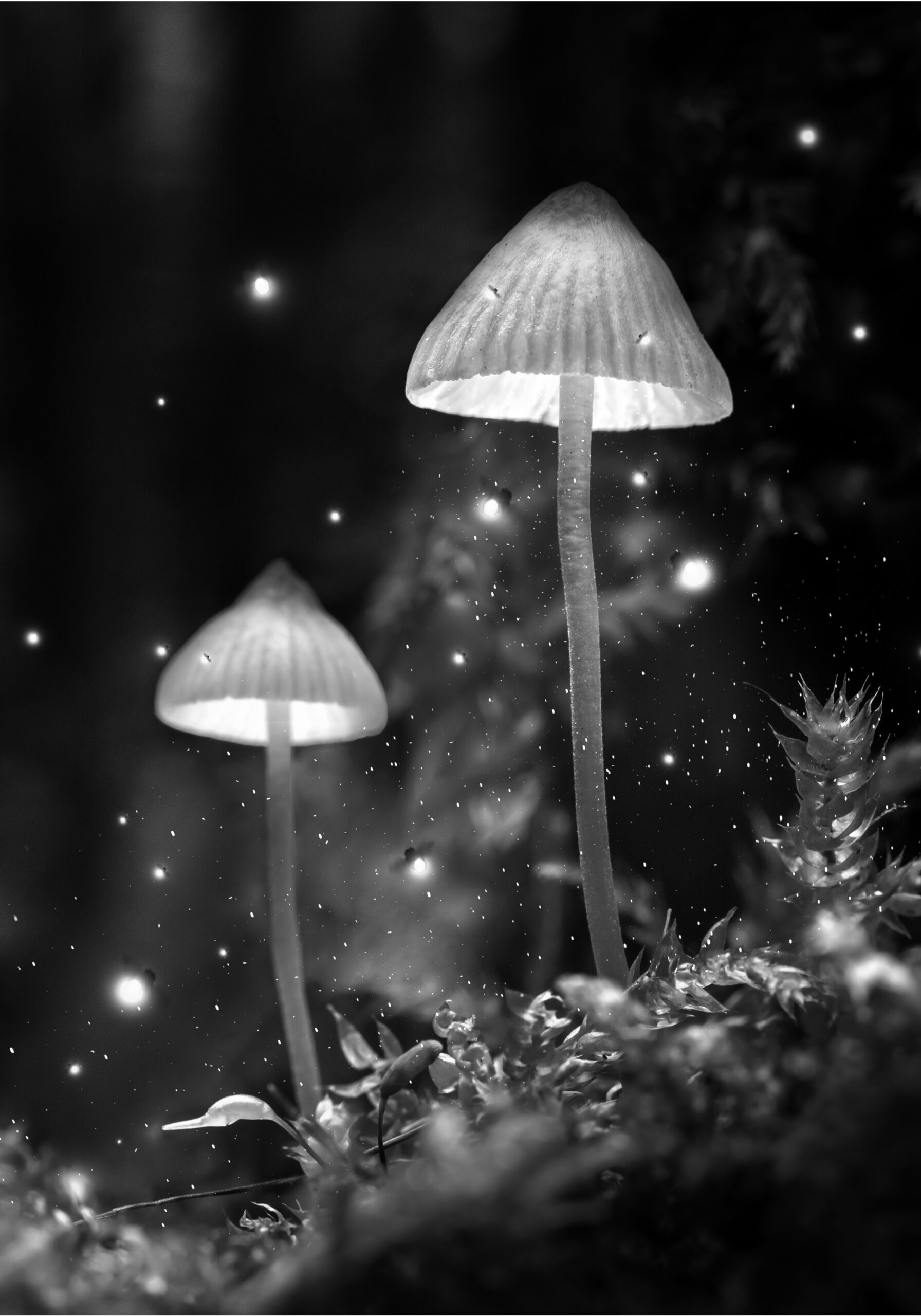 LE SONGE D’UNE NUIT D’ÉTÉ
