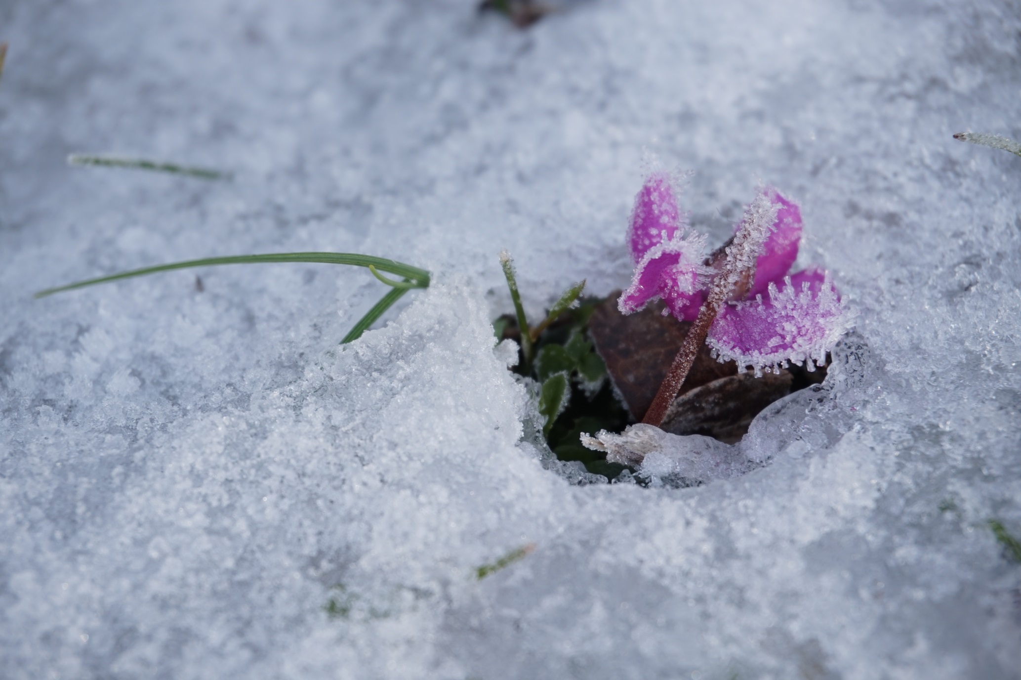Comment le jardin passe-t-il l’hiver ?