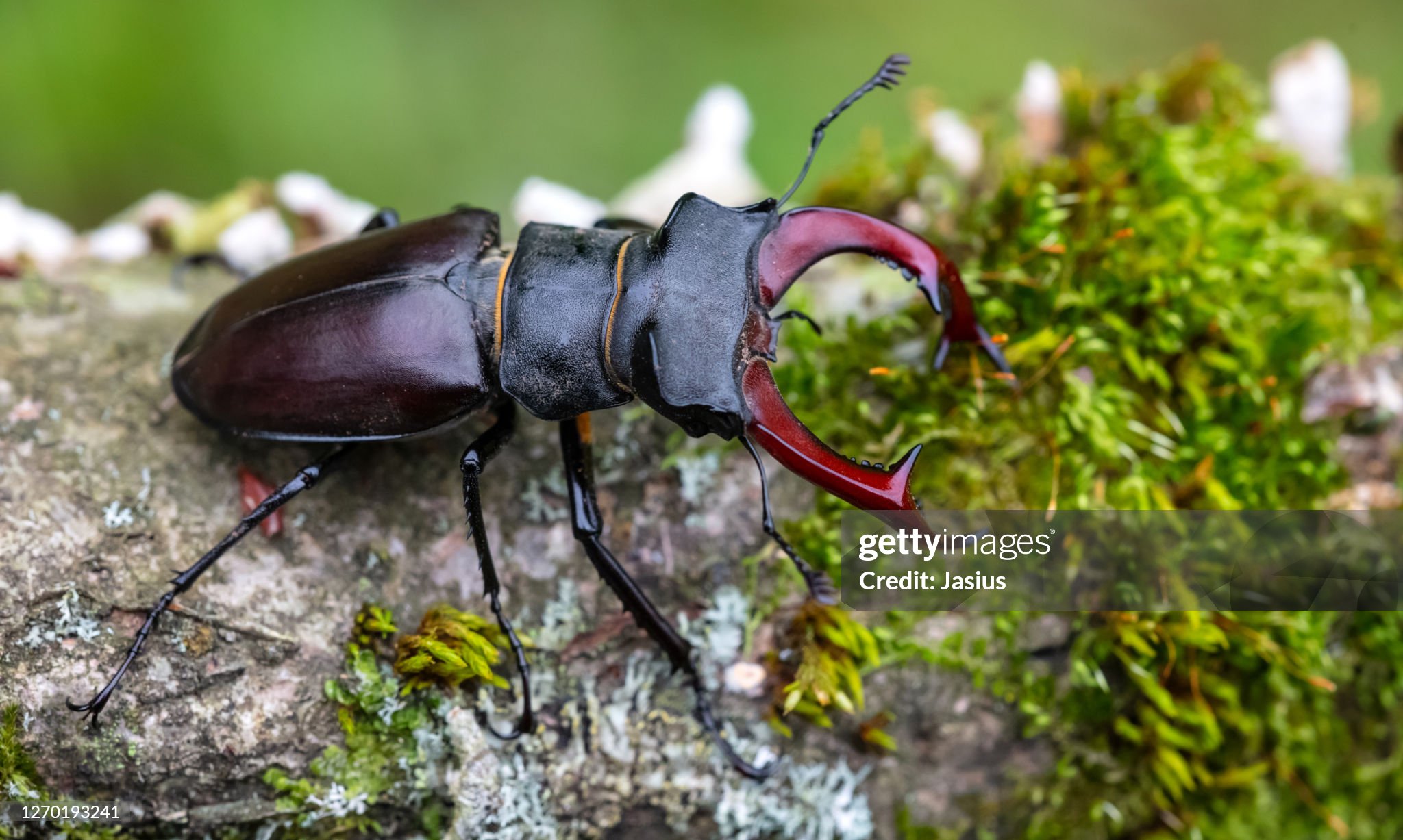 The Friends of the Sonian Forest - Discovery of the stag beetle in Boitsfort