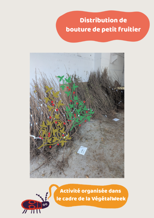 Uitdelen van kleinfruitstruiken