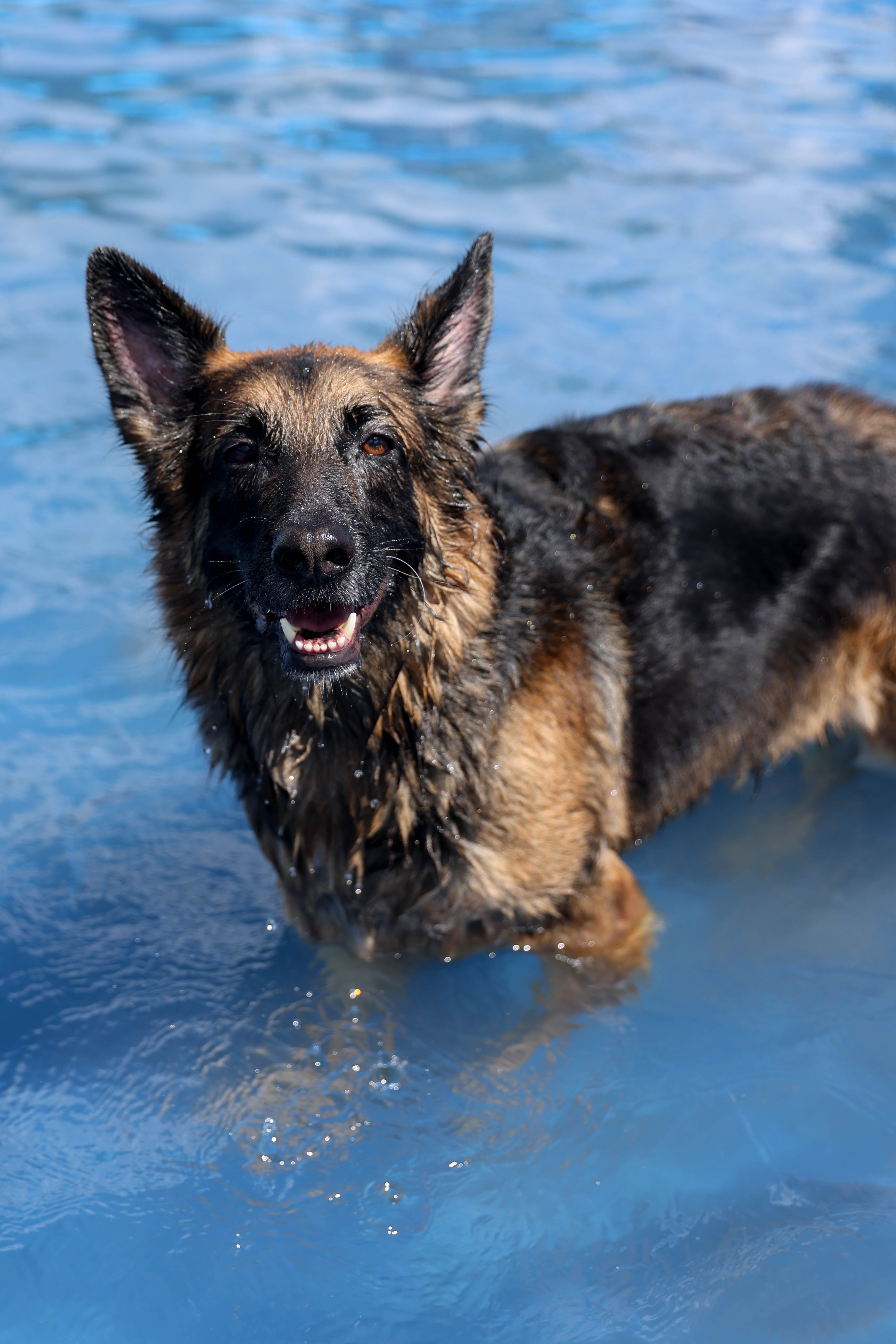 Woofstock