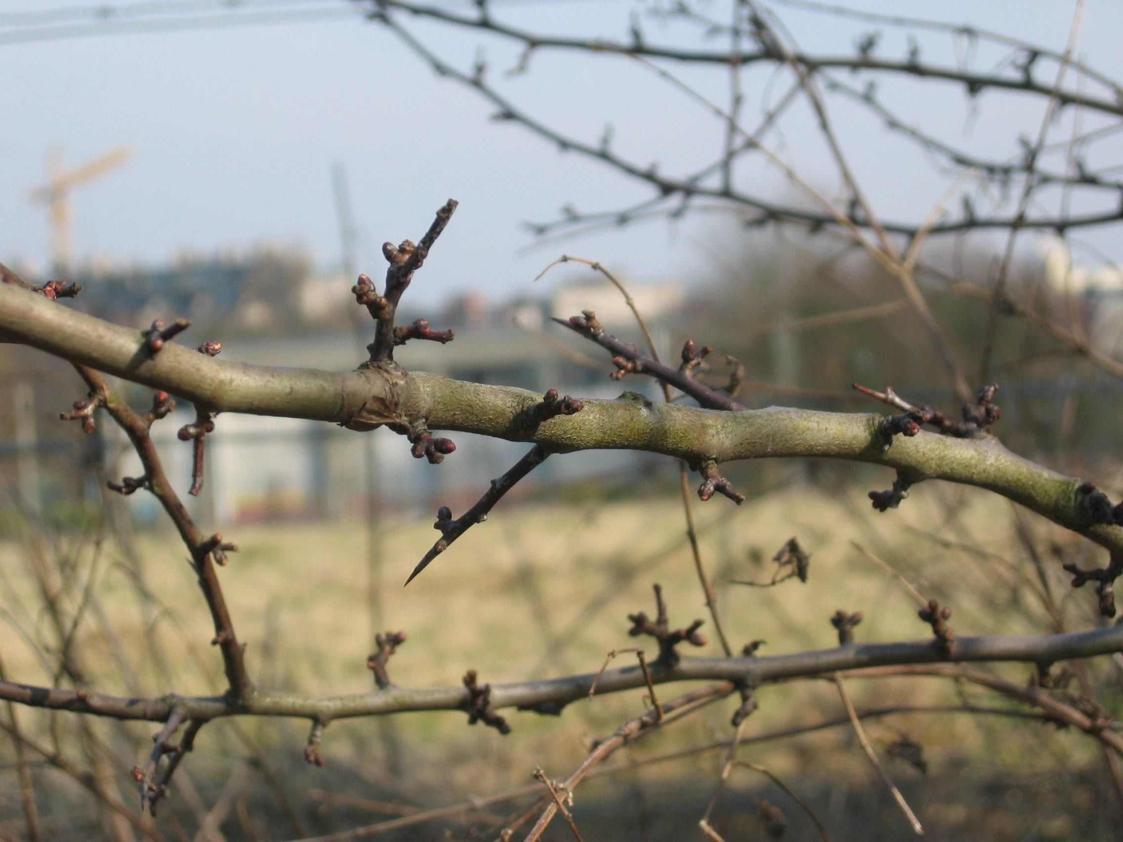 Montre-moi tes bourgeons et je te dirai qui tu es ! — Les Amis du Scheutbos