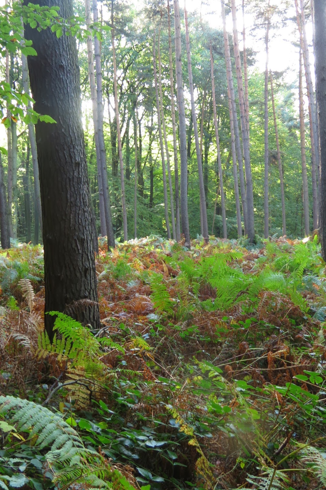 Le milieu forestier — Ten Reuken Park