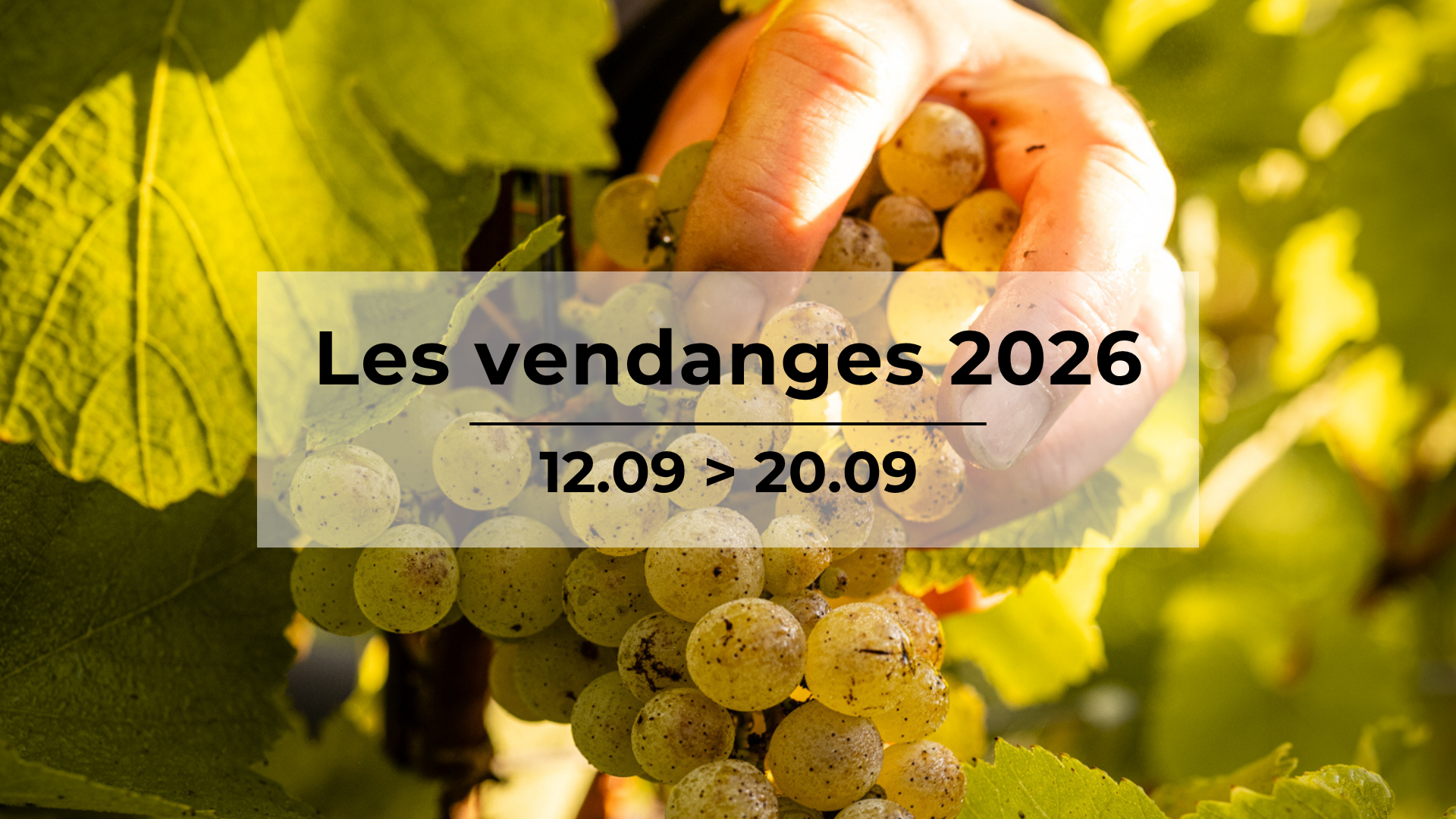 Vendanges 2026