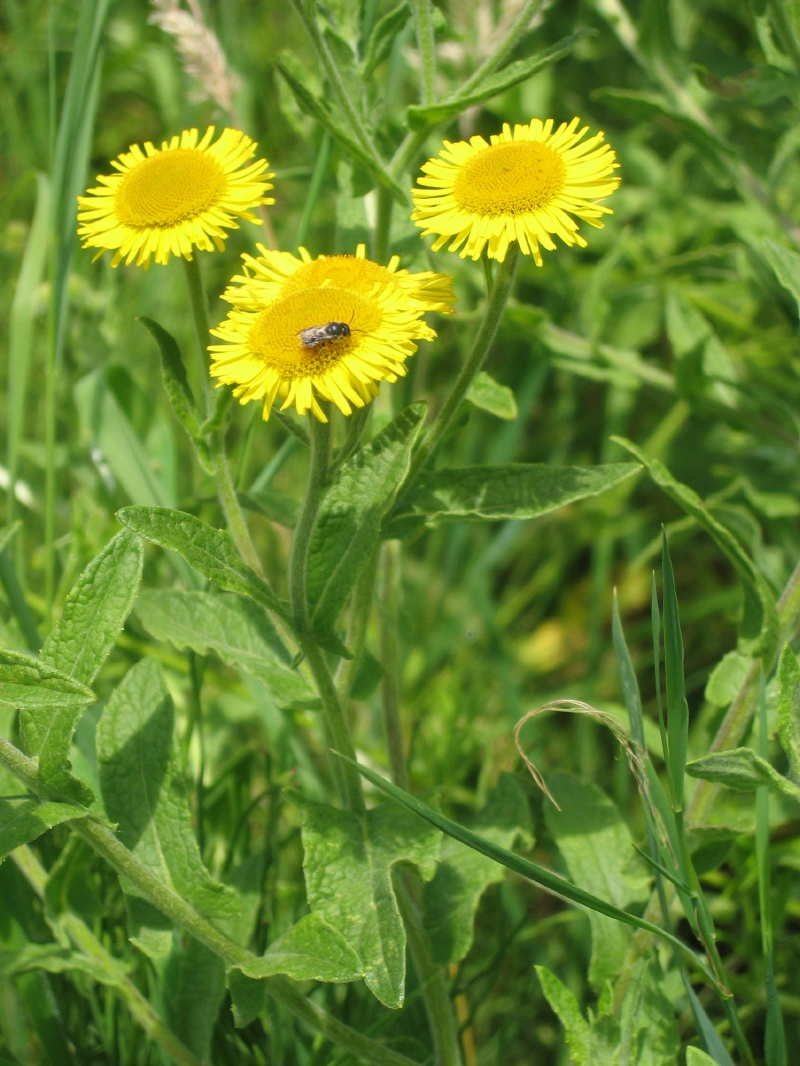 Edible plants: first steps on a gourmet trail.