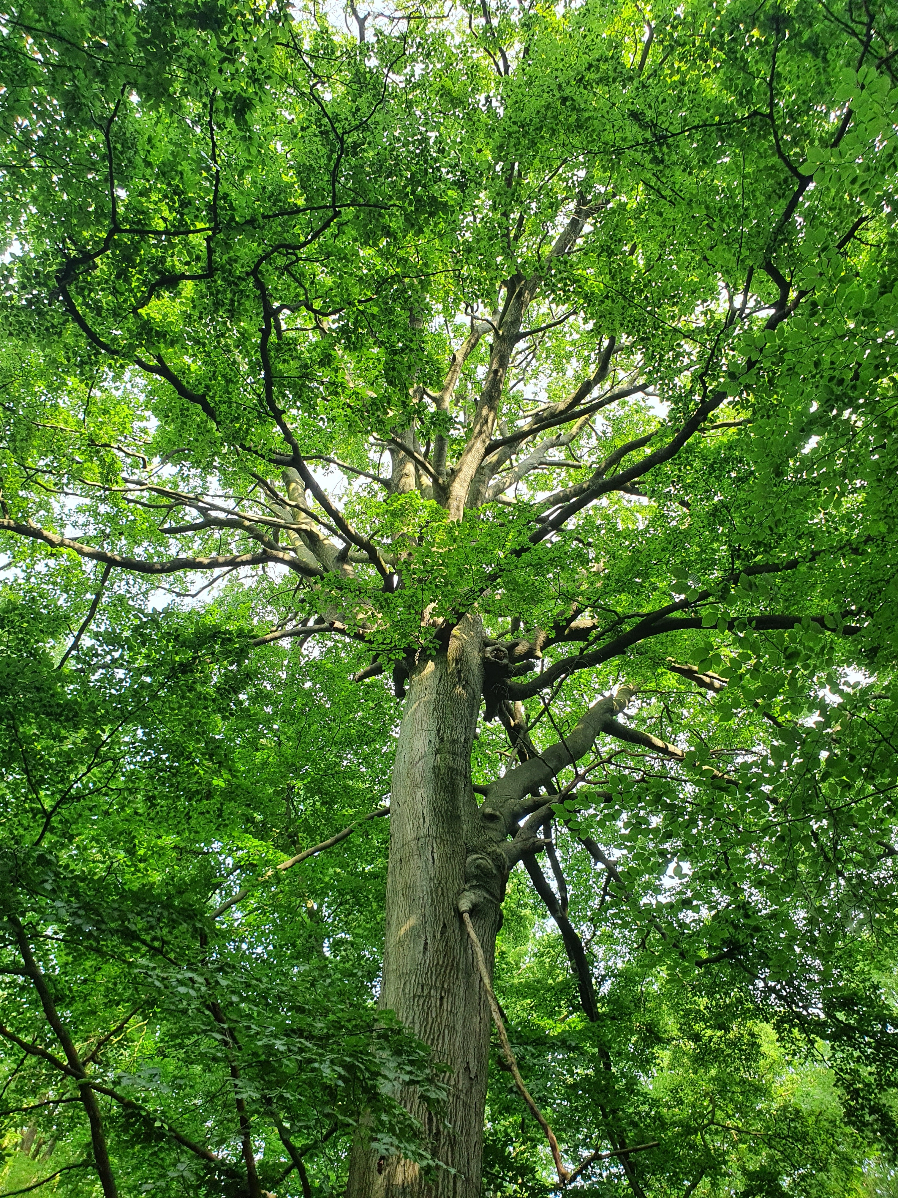 Le hêtre emblème de la Forêt de Soignes