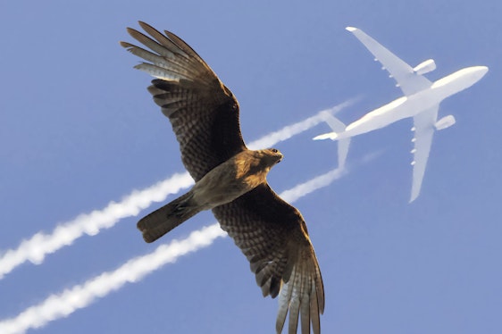 Flight