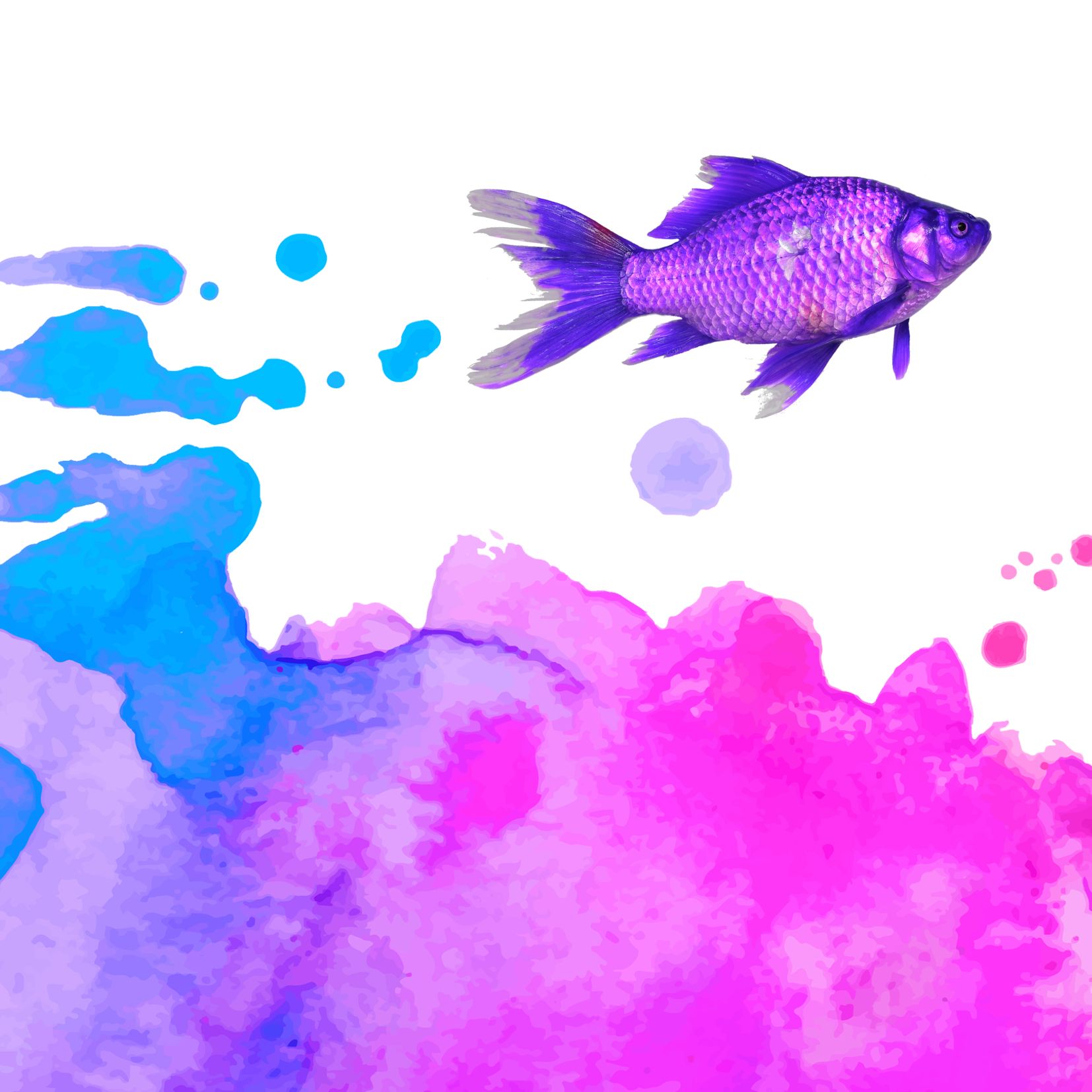 Mercredi numérique : Color mania