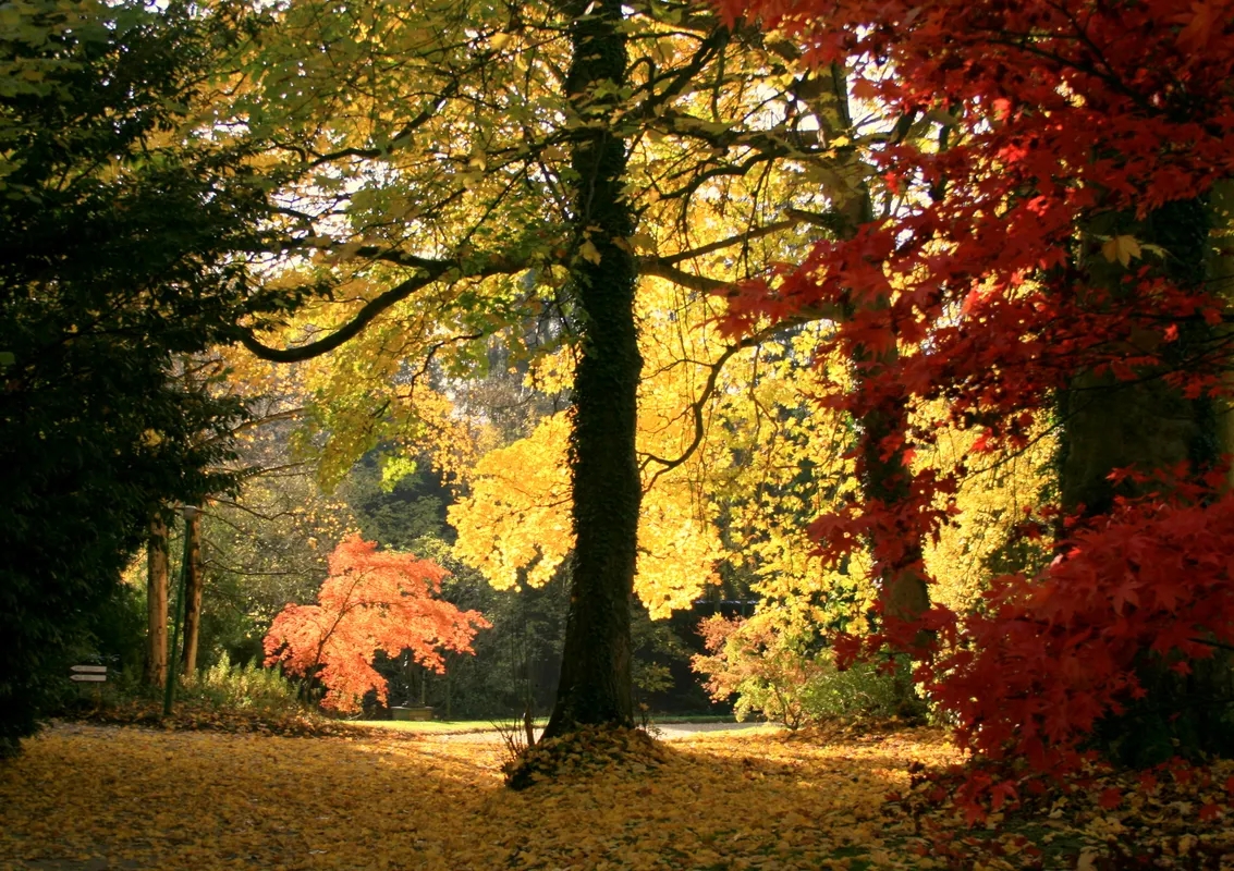 Forest bathing (Dutch guide)