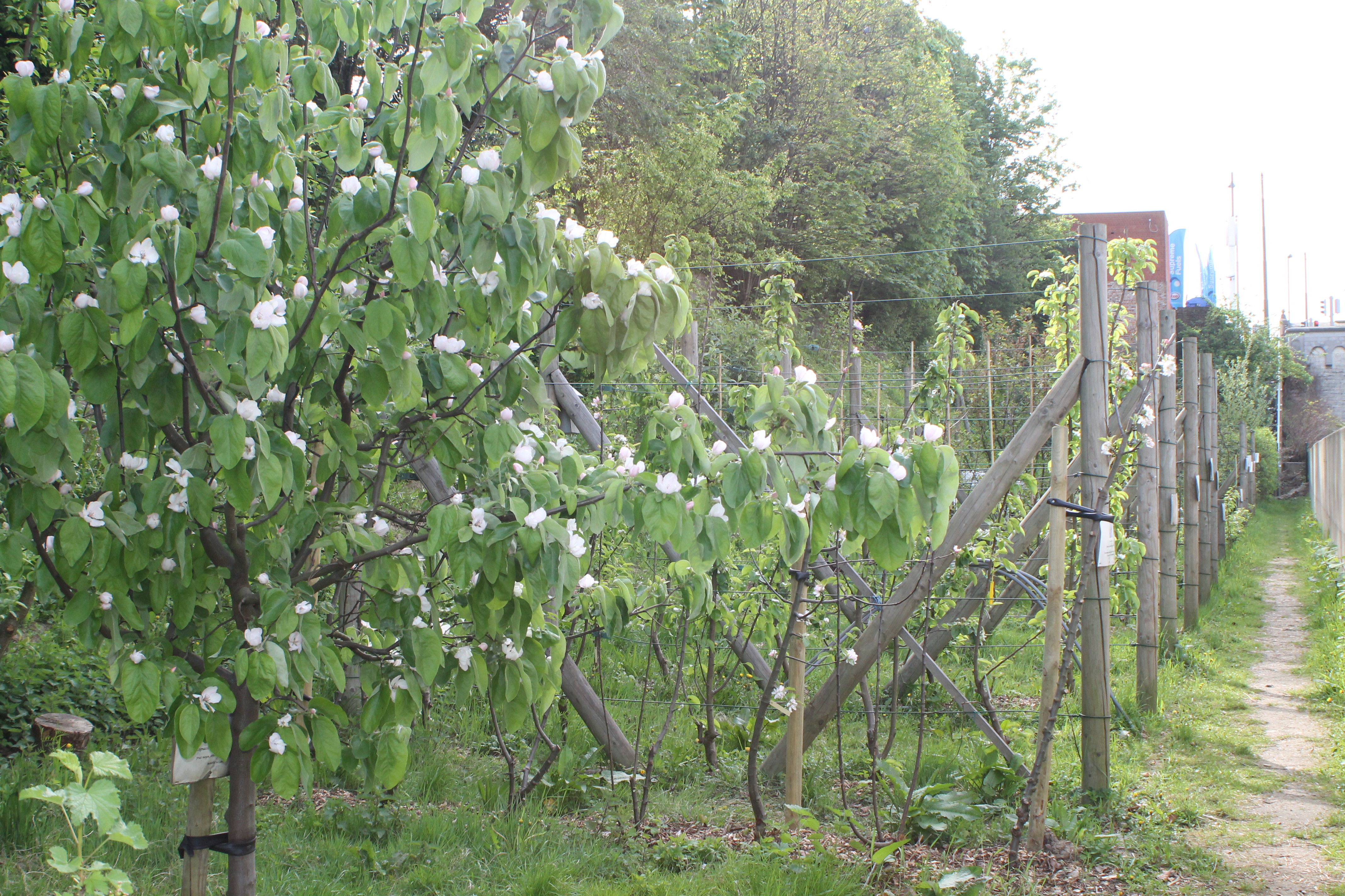 Verzorging van de bodem en de bomen in de boomgaard
