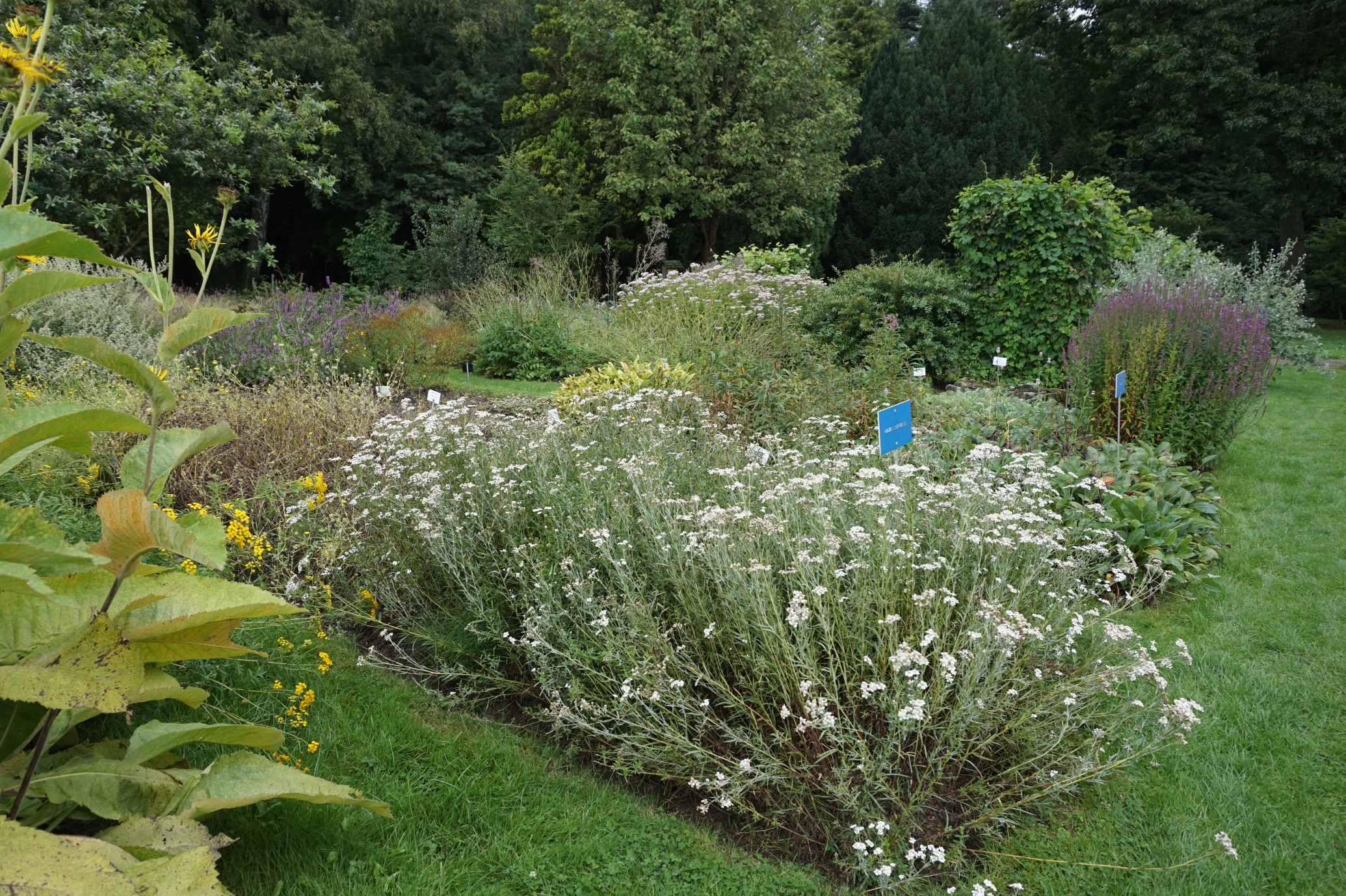 Medicinal plants