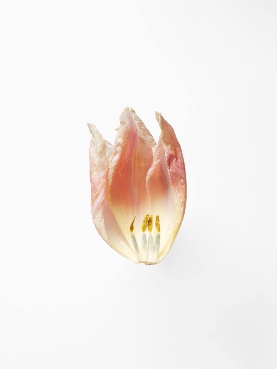 Anne Greuzat - 'Herbarium'