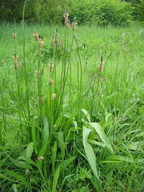 Guided tour in French — Les Amis du Scheutbos