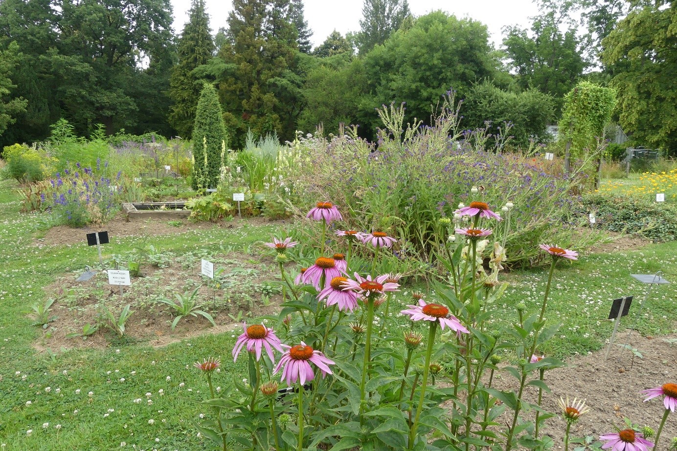 Les plantes médicinales — Jean Massart Botanical Garden (ULB)