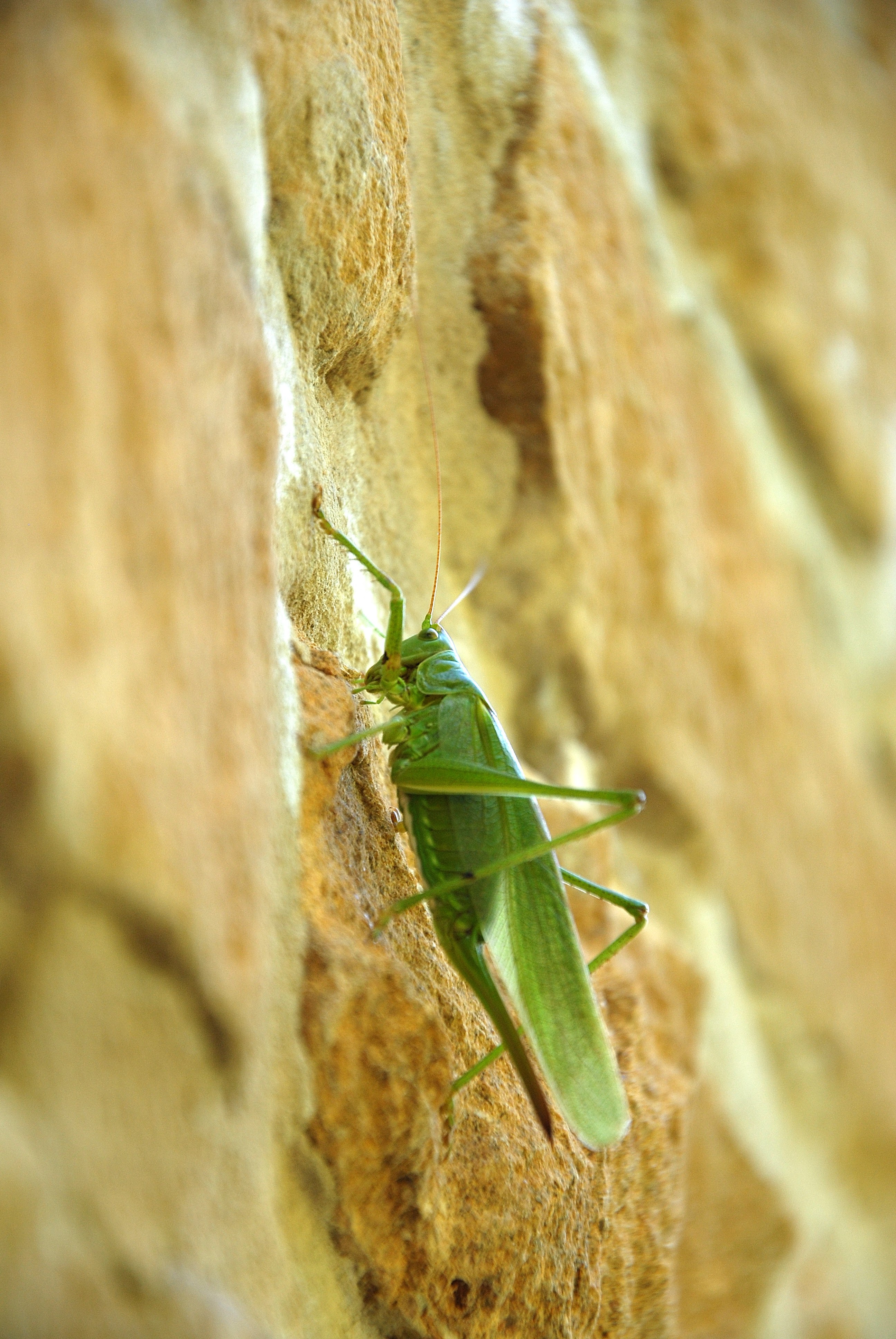 Bioblitz du Rouge-Cloître
