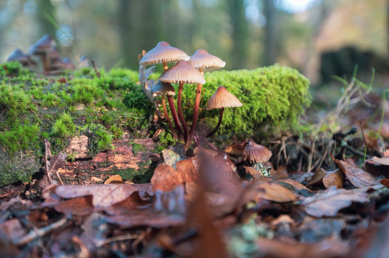 Les champignons de la forêt de Soignes, ces spores de compétition — Tournay-Solvay Park