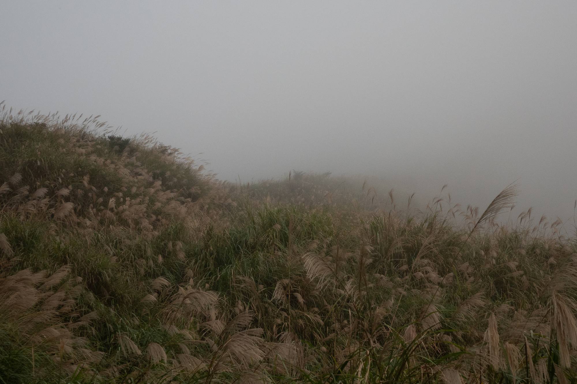 Apichatpong Weerasethakul - A Flower of Forgetfulness