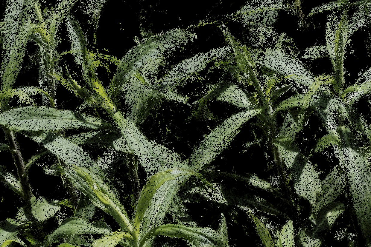 Clement Valla, Overgrowth, 2021 (detail) Courtesy the artist