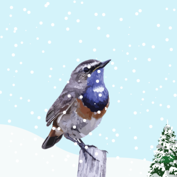 Mercredi créatif : Les oiseaux