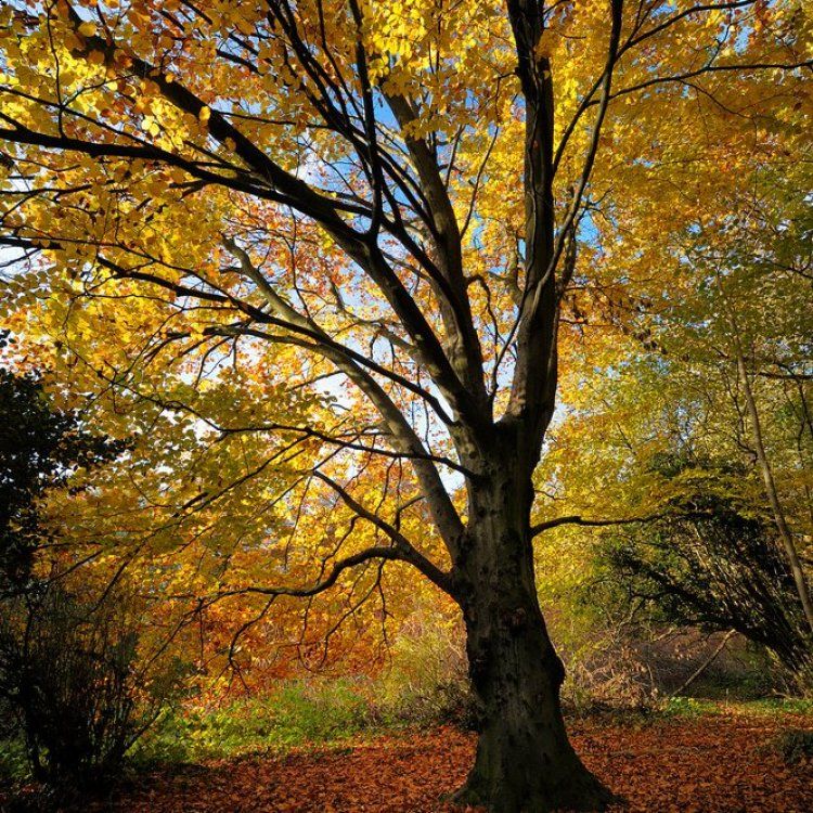 The beech tree, emblem of the Forêt de Soignes