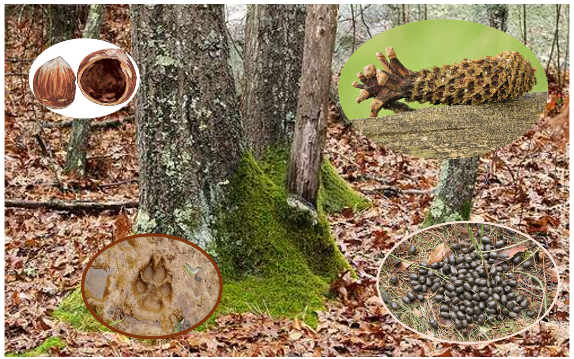 Traces et indices des animaux en Forêt de Soignes