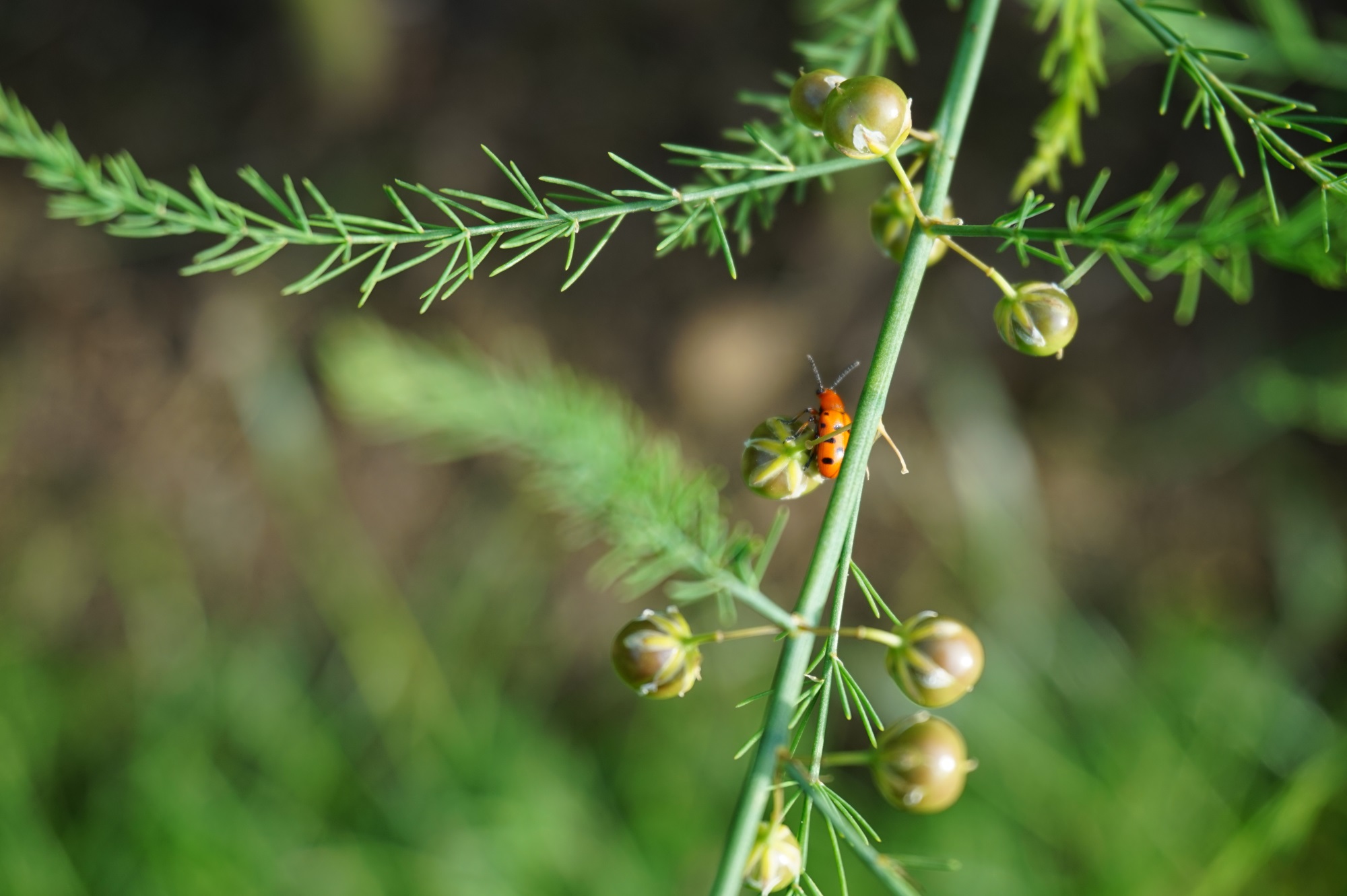 Plant-insect relationship