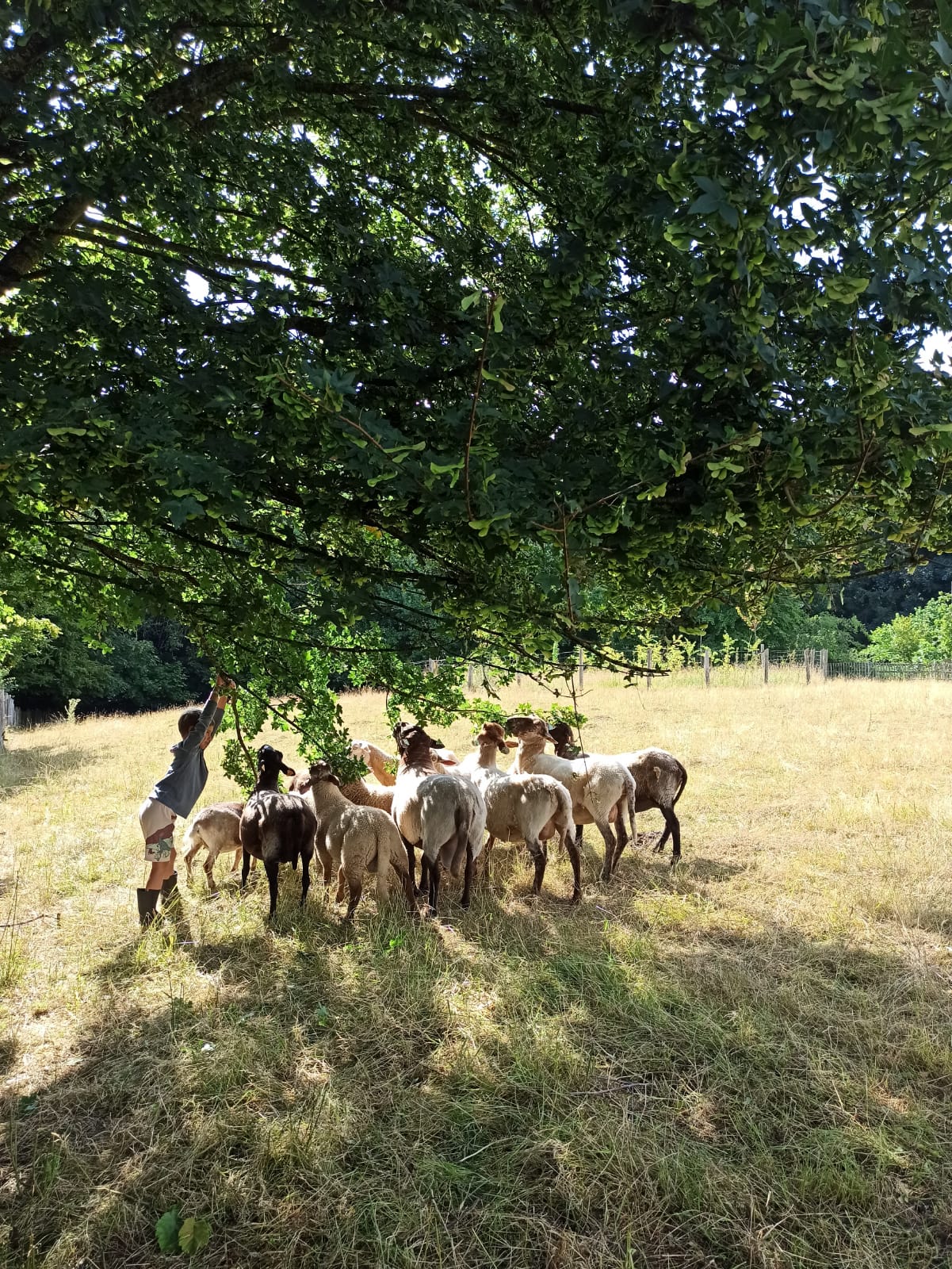 Zomerkamp op de boerderij — Ferme d'Uccle