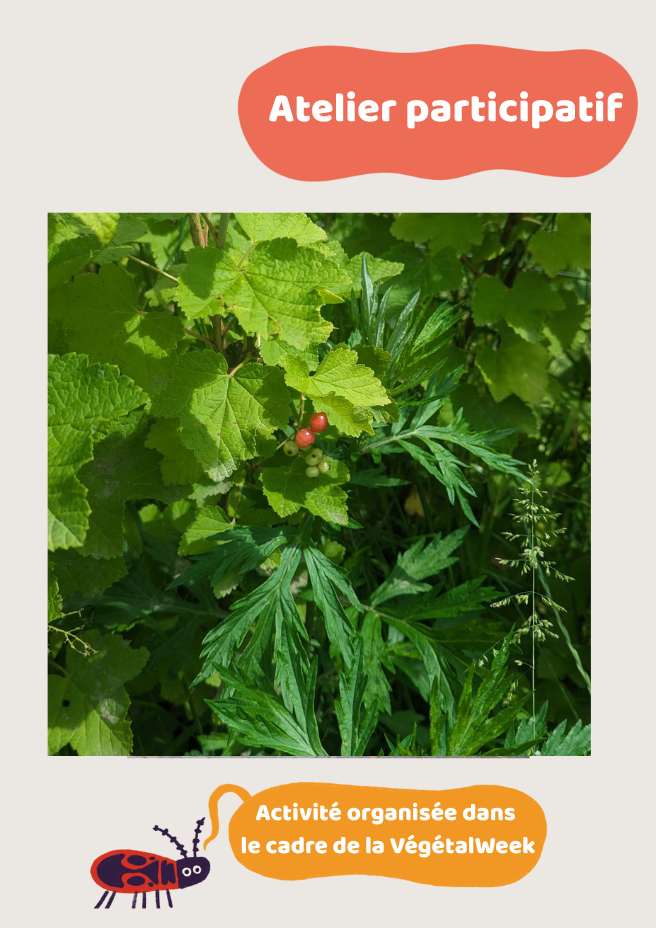 Atelier participatif de taille des petits fruits