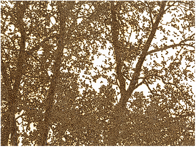 Paysage de banlieue, 2025, papier brûlé, 30 x 40cm.