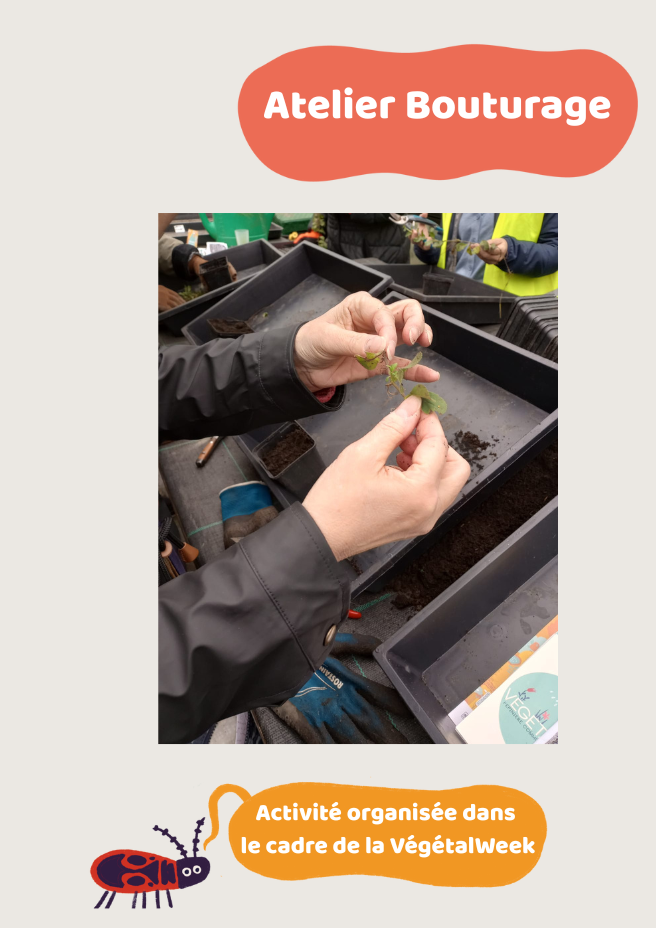 Végétalweek - atelier bouturage de vivaces et de grimpantes