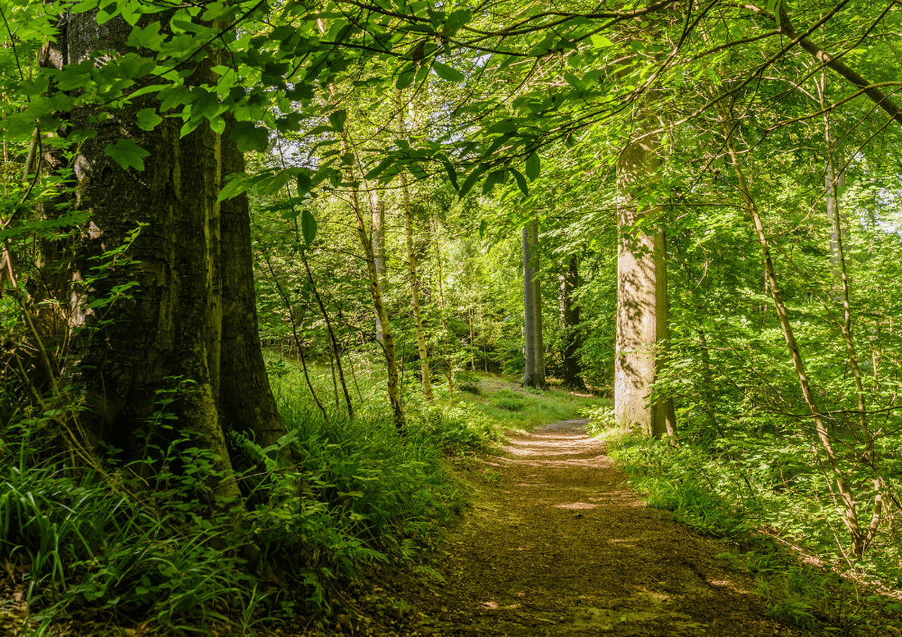Groenendael : retour à la nature pour un vieux prieuré et un champ de courses de la Belle Époque