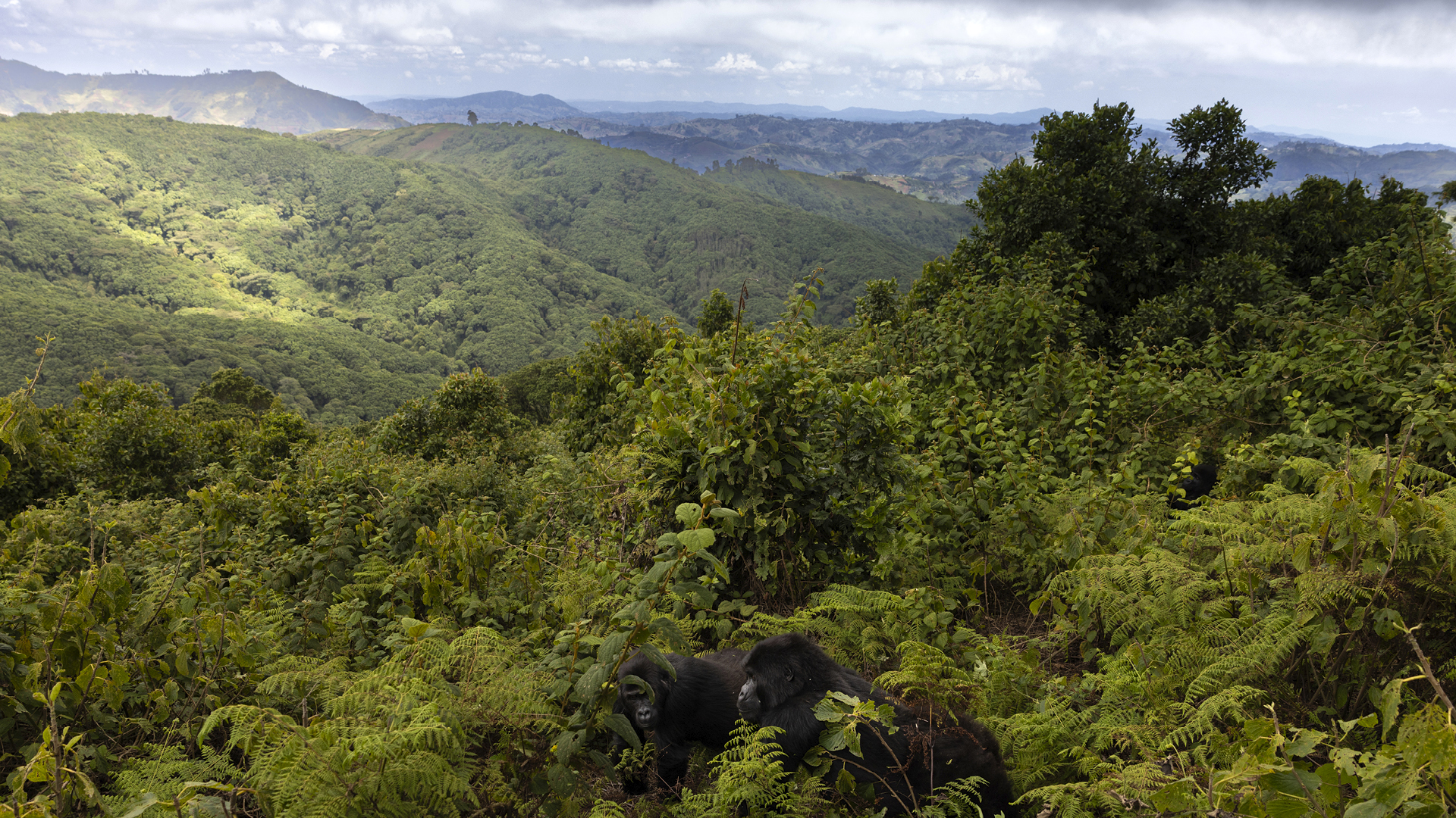 Exhibition: A Living Legacy – 100 Years of Virunga National Park