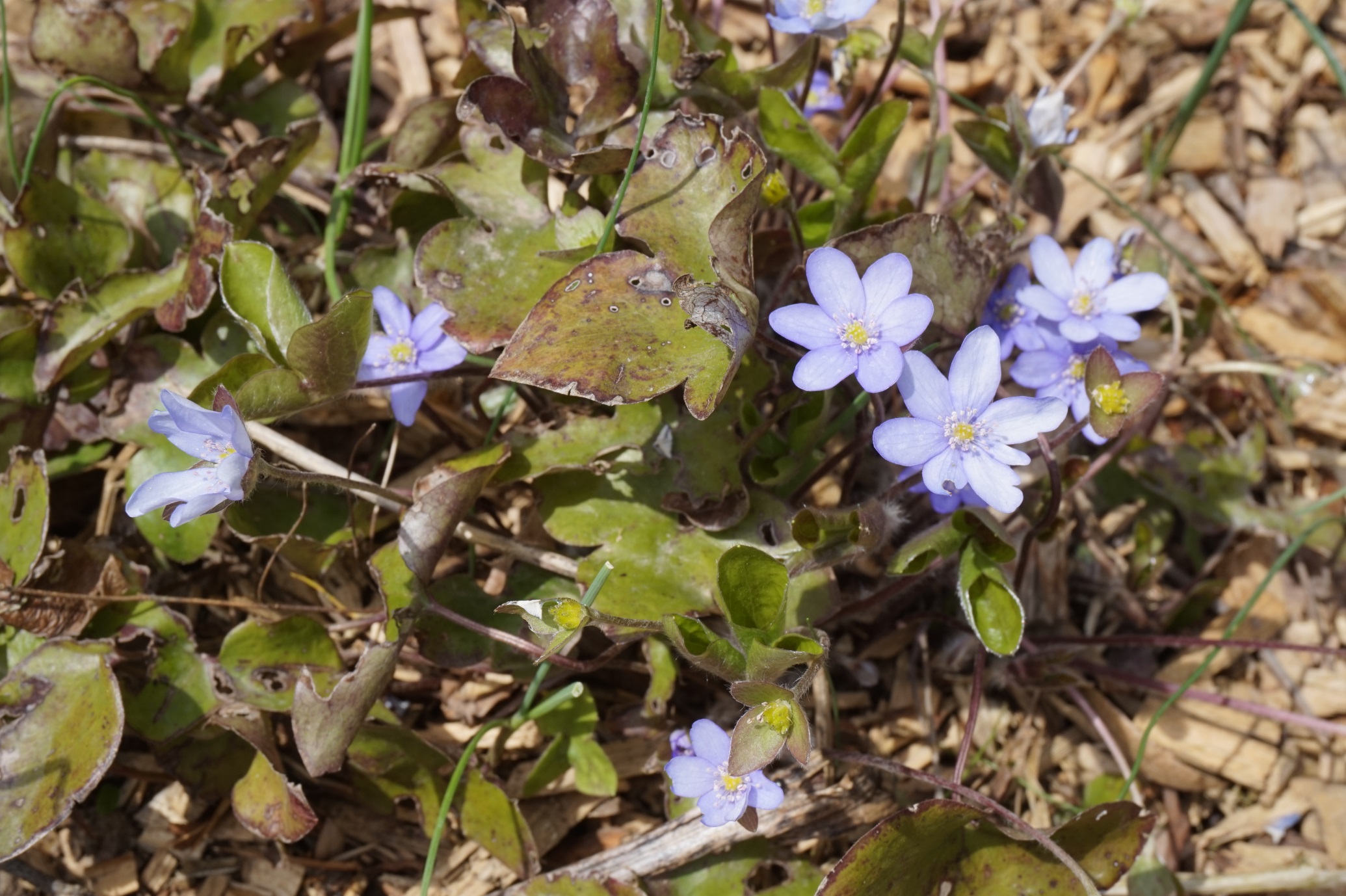 Les fleurs et leurs noms — Jean Massart Botanical Garden (ULB)