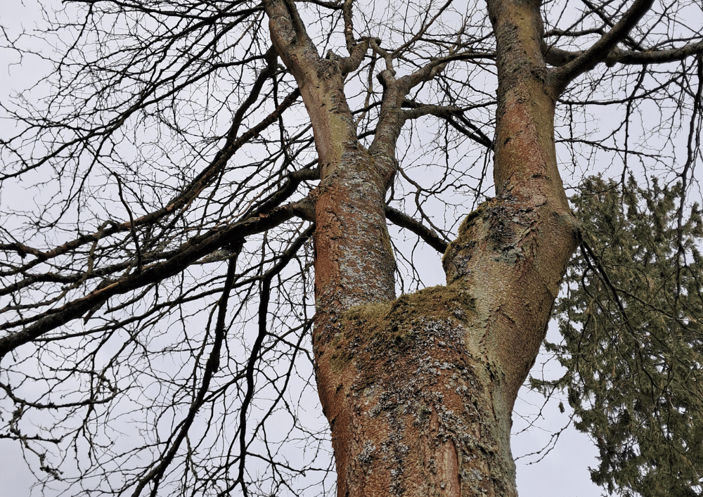 FORÊT DE SOIGNES * Apprendre à reconnaitre les arbres, même en hiver