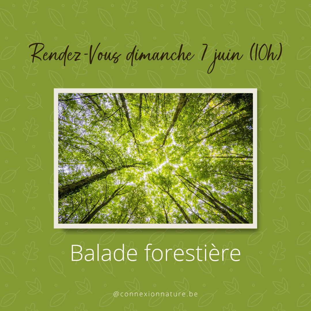 Spring walk in the Sonian Forest