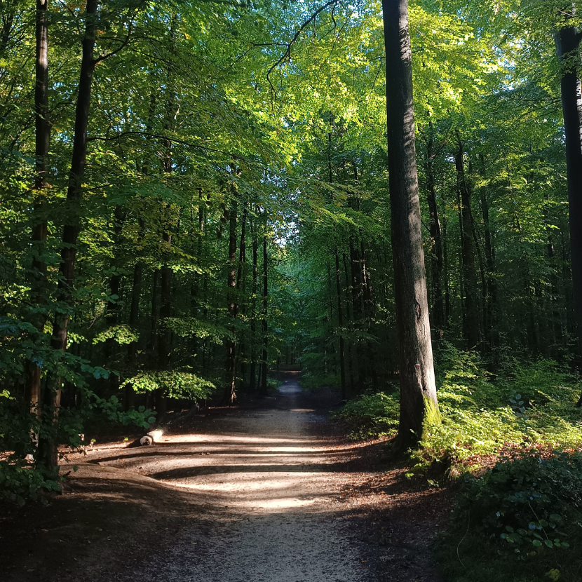 The Sonian Forest : a story to tell — Pro Velo