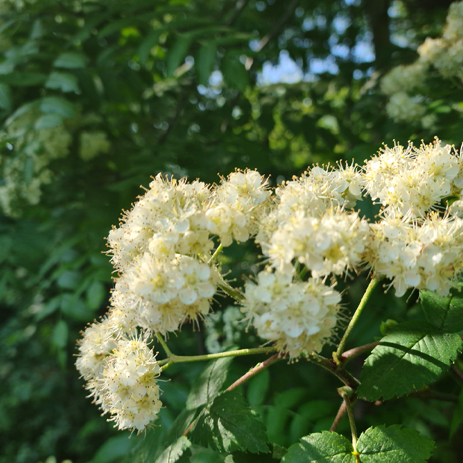 Street botany