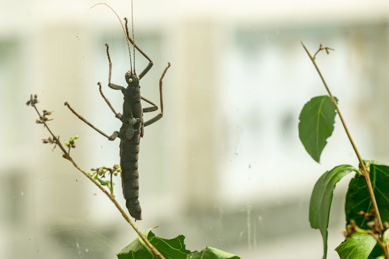 Insectes et compagnie