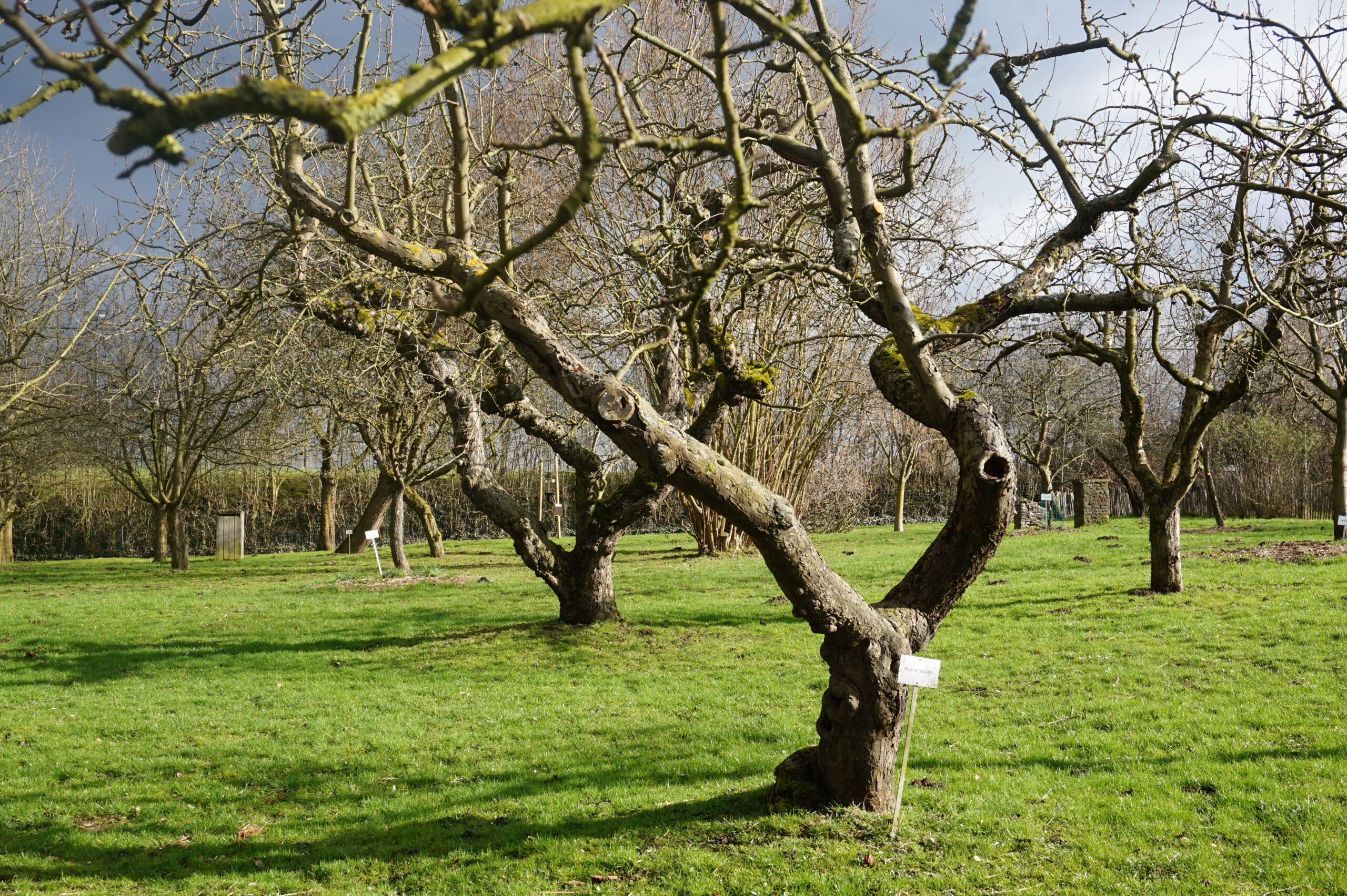 Les micro-habitants des arbres — Jean Massart Botanical Garden (ULB)