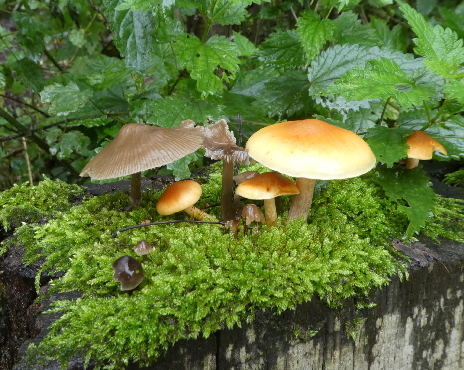 Les champignons — Les Amis du Scheutbos